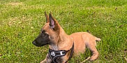 Rex a rejoint le concours — aidez-le/la à gagner de superbes lots ! dog, puppy, belgian_malinois, grass, outdoor, harness, leash, tree, leaf, sunlight, nature, animal, pet, canine, resting, young_dog, park, greenery, summer, daylight