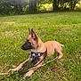 animal, belgian_malinois, canine, daylight, dog, grass, greenery, harness, leaf, leash, nature, outdoor, park, pet, puppy, resting, summer, sunlight, tree, young_dog