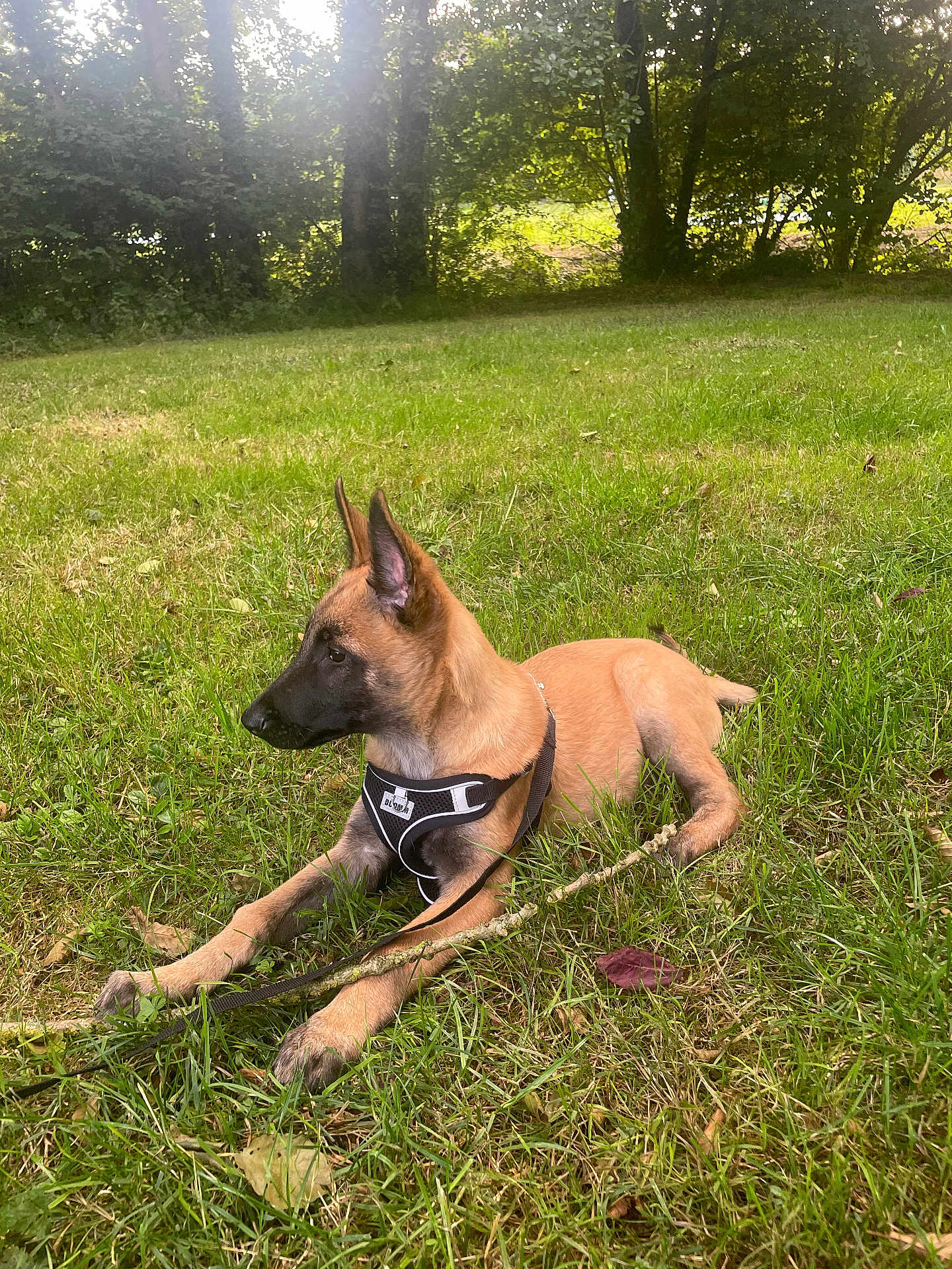 Rex a rejoint le concours — aidez-le/la à gagner de superbes lots ! dog, puppy, belgian_malinois, grass, outdoor, harness, leash, tree, leaf, sunlight, nature, animal, pet, canine, resting, young_dog, park, greenery, summer, daylight