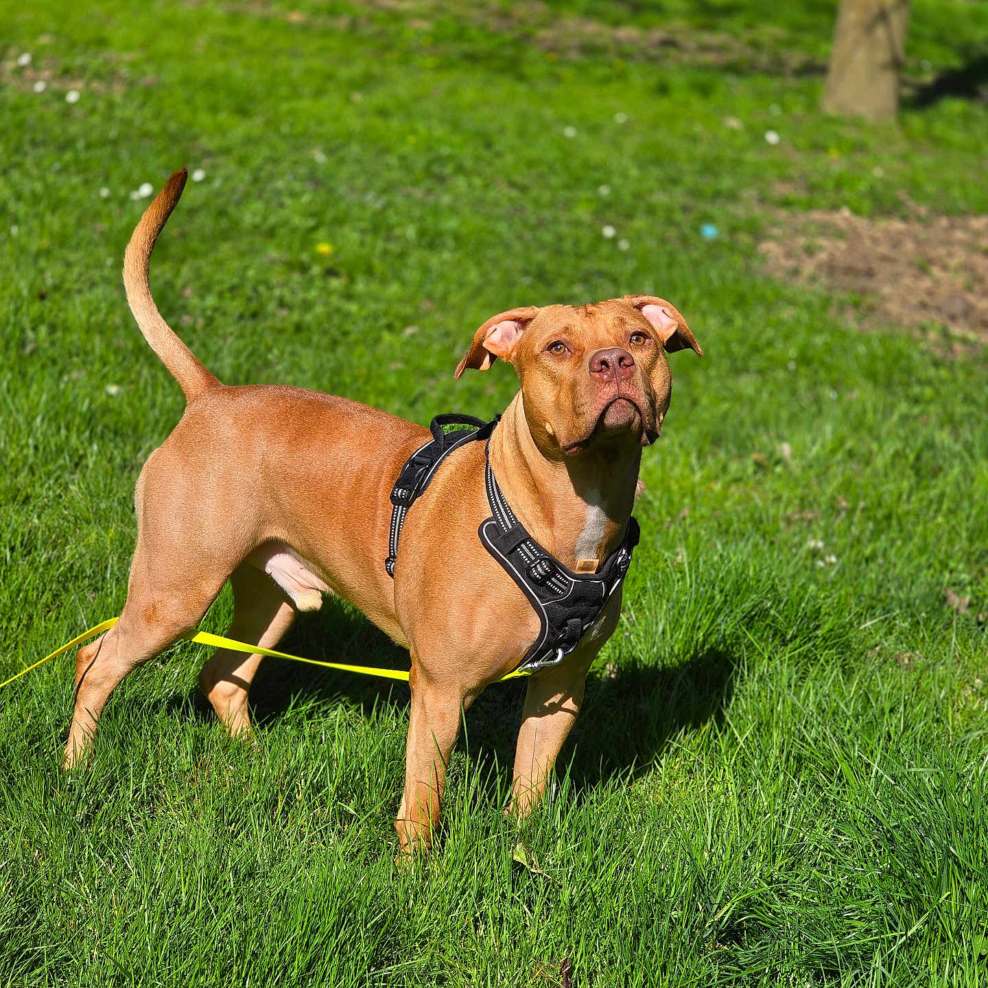 Simba participe au concours pour gagner de l'argent avec cette photo : alert, animal, brown_dog, canine, daylight, dog, ears, grass, greenery, harness, leash, muzzle, nature, outdoor, park, pet, standing, sunlight, tail, walking
