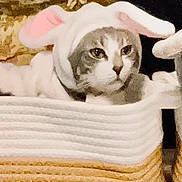 Max is registered to the contest to win money with this photo: animal, basket, bunny_ears, cat, closeup, costume, cozy, cute, domestic, expressionless, fabric, feline, funny, hat, indoor, pet, pink, portrait, resting, white