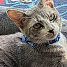 Max is registered to the contest to win money with this photo: animal, background, blue, cat, close_up, collar, curious, cute, ears, fabric, fur, gray_tabby, green_eyes, indoor, pattern, pet, portrait, resting, texture, whiskers