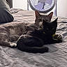 Max is registered to the contest to win money with this photo: animal, bed, black_cat, blanket, cat, companion, cozy, cute, domestic, fan, feline, fur, gray_cat, home, indoor, lying_down, pet, relaxed, resting, sleepy