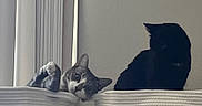 Max joined the competition — help win amazing prizes! animal, basket, black_cat, cat, companions, cozy, curious, curtains, cute, feline, gray_cat, home, indoor, pet, relaxed, resting, soft_light, three_panels, vertical_layout, window