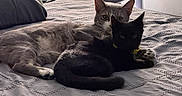 Peanut joined the competition — help win amazing prizes! animal, bed, black_cat, blanket, cat, cats, companion, cozy, cute, domestic_animal, fan, feline, fur, gray_cat, indoor, pet, relaxing, resting, sleepy, whiskers