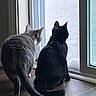 animal, black_cat, cat, cats, companions, curious, domestic, feline, glass_door, gray_cat, home, indoor, looking_out, pets, quiet, sitting, snow, window, winter, wood_floor