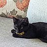 animal, black_cat, cat, closeup, collar, couch, cozy, decor, ears, feline, fur, indoor, laying, pet, pillow, pumpkin_pattern, relaxed, resting, texture, whiskers