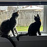 animal, backyard, black_cat, cat, companions, daylight, fence, grass, gray_cat, house, indoor, looking_outside, outdoor, pet, quiet, sitting, tail, window, windowsill, yellow_accessory