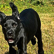 Rio a rejoint le concours — aidez-le/la à gagner de superbes lots ! dog, puppy, black_dog, grass, outdoor, sunlight, running, pet, animal, nature, playful, ears_up, muzzle, young_dog, canine, field, daylight, grassland, walking, curious