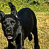 dog, puppy, black_dog, grass, outdoor, sunlight, running, pet, animal, nature, playful, ears_up, muzzle, young_dog, canine, field, daylight, grassland, walking, curious