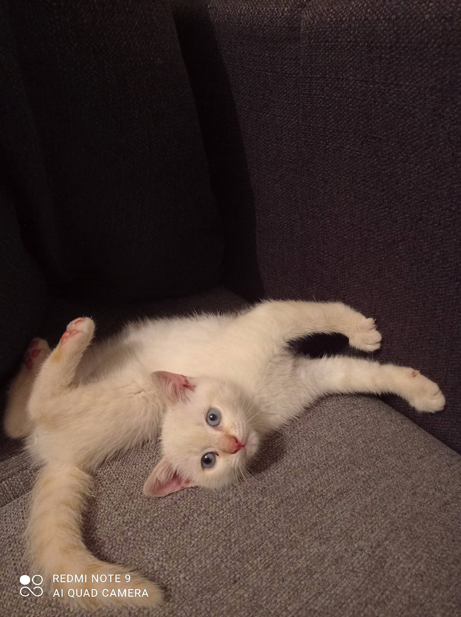 Nami a rejoint le concours — aidez-le/la à gagner de superbes lots ! carnivore, cat, cat_toy, claw, comfort, domestic_short_haired_cat, fawn, felidae, foot, fur, gesture, mouse, nail, paw, small_to_medium_sized_cats, snout, tail, toe, whiskers