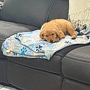 Zeena joined the competition — help win amazing prizes! puppy, dog, blanket, paw_prints, couch, leather, indoor, pet, sleepy, cute, fur, animal, resting, home, cozy, comfort, brown, small, young, relaxing