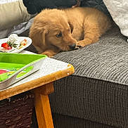 Zeena is registered to the contest to win money with this photo: black_gloves, couch, cozy, curious, dessert, dog, fur, golden_retriever, gray_couch, indoor, person, pet, plate, puppy, resting, strawberry, table, tray, whipped_cream, wooden_table