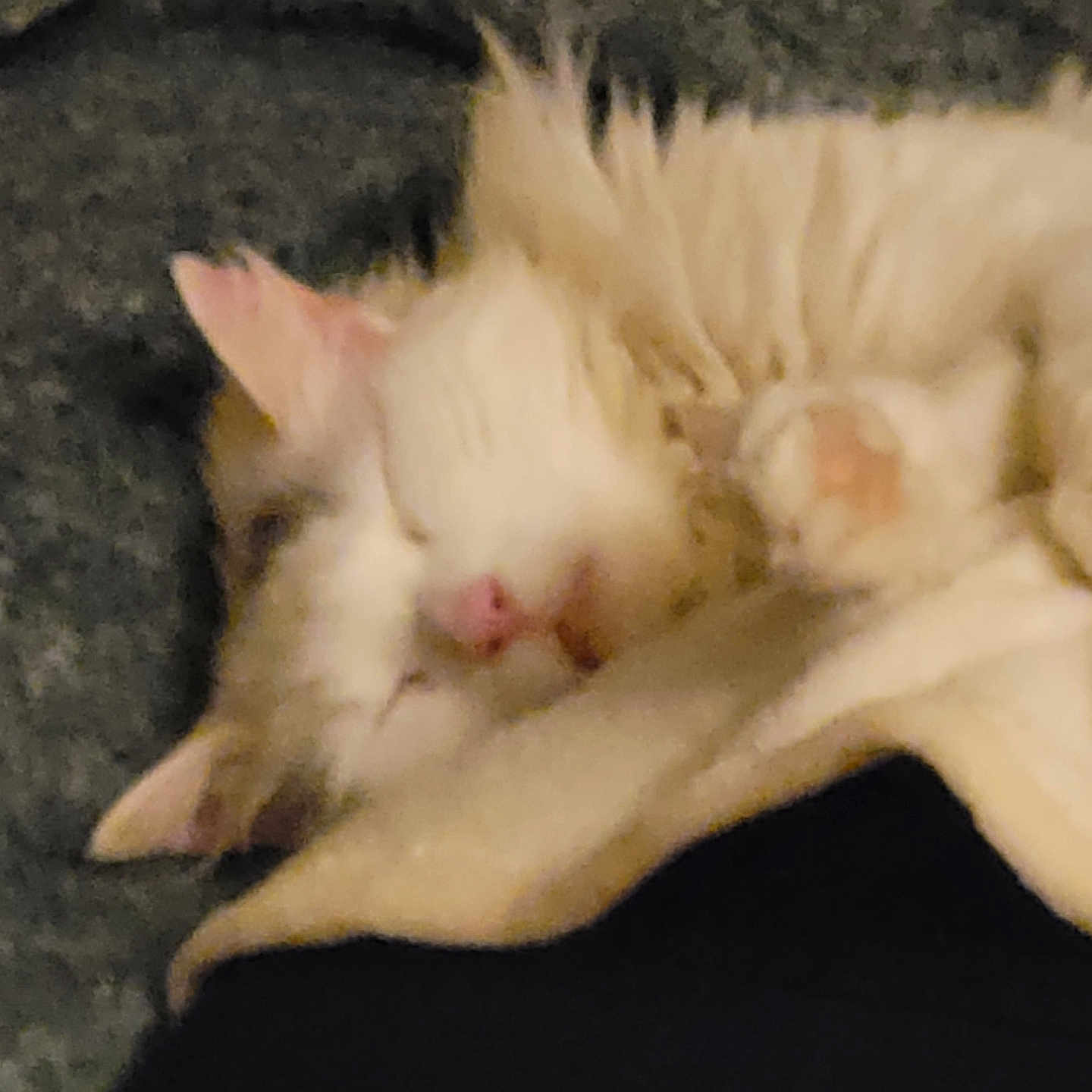 Neige participe au concours pour gagner de l'argent avec cette photo : cat, sleeping, cozy, blanket, fur, pink_nose, paw, indoor, resting, cute, animal, pet, feline, soft, relaxed, snuggle, warm, closeup, domestic_animal, nap