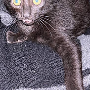 Zero is registered to the contest to win money with this photo: black_kitten, cat, yellow_eyes, tongue_out, fur, whiskers, paw, blanket, texture, pattern, closeup, pet, animal, indoor, cute, young_cat, alert, wide_eyes, resting, feline