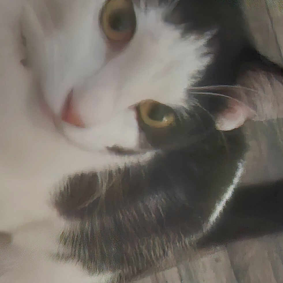 Zeus joined the competition — help win amazing prizes! animal, black_and_white, cat, close_up, curious, cute, domestic_animal, eye, face, feline, floor, fur, indoor, laying, mammal, pet, portrait, soft_focus, whiskers, wooden_floor