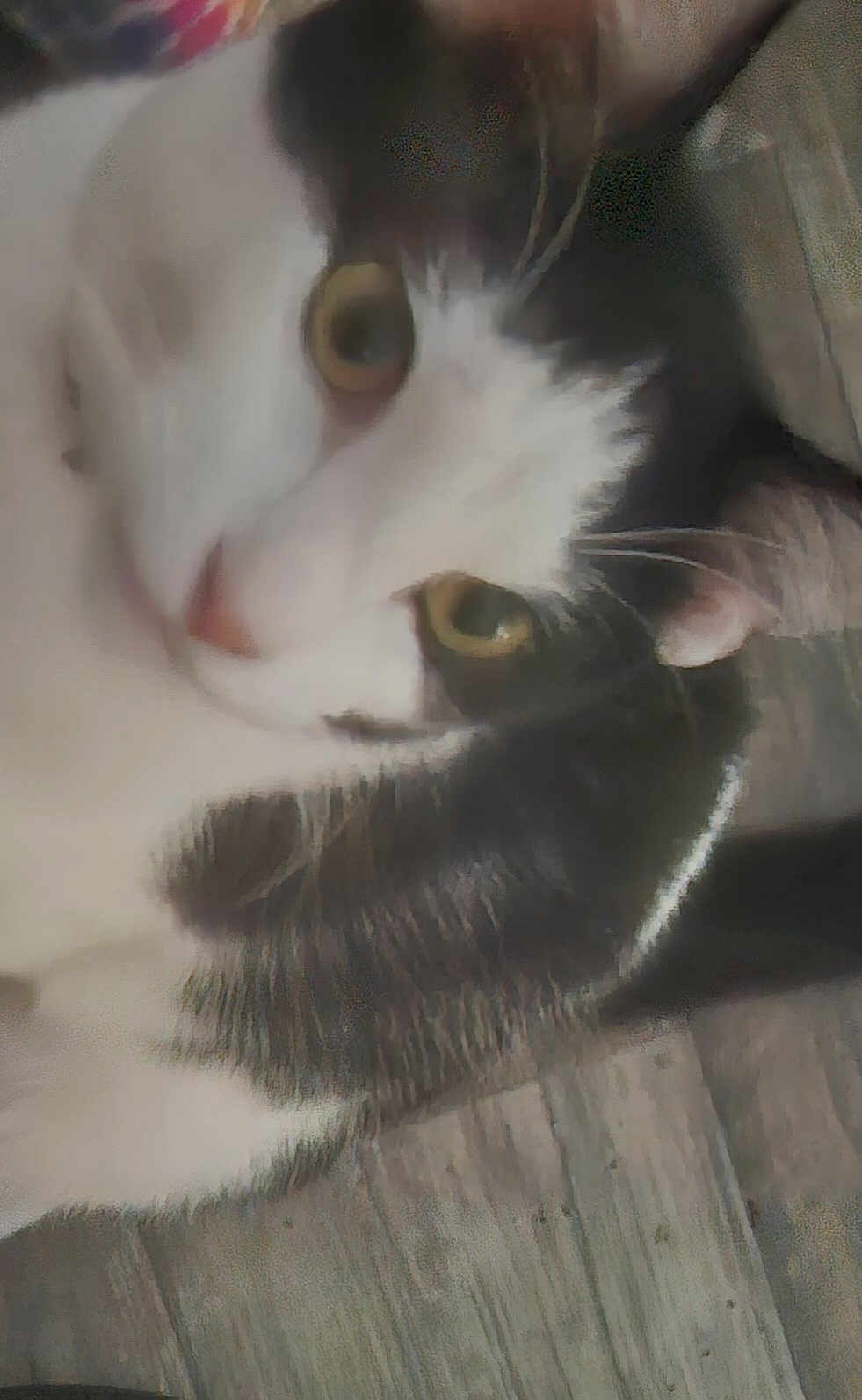 Zeus joined the competition — help win amazing prizes! cat, black_and_white, close_up, pet, animal, floor, wooden_floor, fur, whiskers, eye, face, indoor, laying, cute, curious, mammal, domestic_animal, soft_focus, portrait, feline