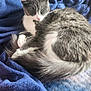cat, gray_cat, white_cat, sleeping, curled_up, fluffy, fur, pet, animal, cozy, blanket, blue_blanket, indoor, resting, cute, whiskers, tail, soft_light, relaxed, closeup