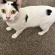 Cosmo joined the competition — help win amazing prizes! animal, black_spots, carpet, cat, close_up, curious, cute, domestic_cat, ears, eyes, feline, floor, four_legs, fur, indoor, looking, pet, standing, whiskers, white_cat