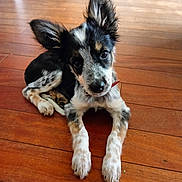 Bulma participe au concours pour gagner de l'argent avec cette photo : alert, animal, black_and_white, brown_floor, close_up, collar, cute, dog, floppy_ears, front_paws, hardwood, home, indoors, long_fur, lying_down, pet, portrait, puppy, red_collar, wooden_floor