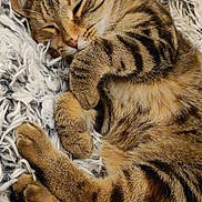 Sunny a rejoint le concours — aidez-le/la à gagner de superbes lots ! cat, tabby, sleeping, cute, pet, feline, fur, whiskers, paws, cozy, blanket, resting, domestic_animal, animal, closeup, soft, curled_up, relaxed, indoor, cute_pet
