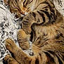 cat, tabby, sleeping, cute, pet, feline, fur, whiskers, paws, cozy, blanket, resting, domestic_animal, animal, closeup, soft, curled_up, relaxed, indoor, cute_pet