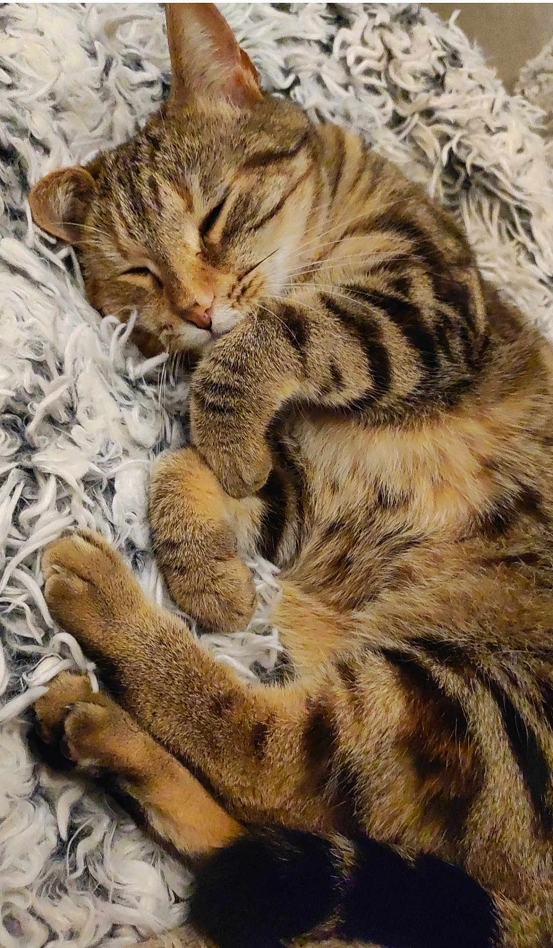 Sunny a rejoint le concours — aidez-le/la à gagner de superbes lots ! cat, tabby, sleeping, cute, pet, feline, fur, whiskers, paws, cozy, blanket, resting, domestic_animal, animal, closeup, soft, curled_up, relaxed, indoor, cute_pet