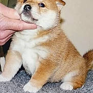 Françoise Hourquin participe au concours pour gagner de l'argent avec cette photo : puppy, dog, animal, pet, cute, fluffy, carpet, indoor, brown, white, small, young, fur, sitting, hand, domestic_animal, adorable, chubby, portrait, face