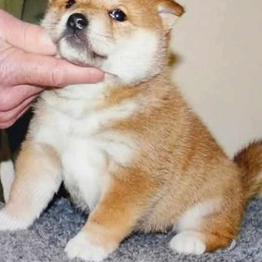 Françoise Hourquin participe au concours pour gagner de l'argent avec cette photo : puppy, dog, animal, pet, cute, fluffy, carpet, indoor, brown, white, small, young, fur, sitting, hand, domestic_animal, adorable, chubby, portrait, face