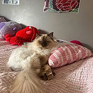 Coco joined the competition — help win amazing prizes! animal, bed, bedroom, cat, cozy, cute, feline, fluffy, indoor, pet, pillow, pink, plush_toy, relaxed, resting, soft, striped, stuffed_animal, tail, wall_art
