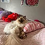 animal, bed, bedroom, cat, cozy, cute, feline, fluffy, indoor, pet, pillow, pink, plush_toy, relaxed, resting, soft, striped, stuffed_animal, tail, wall_art