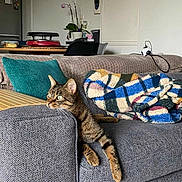Piwi participe au concours pour gagner de l'argent avec cette photo : cat, tabby, couch, blanket, pillow, living_room, furniture, indoor, striped, relaxed, pet, animal, home, domestic, cozy, gray, orange, green, wood, table