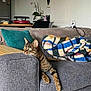 cat, tabby, couch, blanket, pillow, living_room, furniture, indoor, striped, relaxed, pet, animal, home, domestic, cozy, gray, orange, green, wood, table