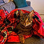 Piwi a rejoint le concours — aidez-le/la à gagner de superbes lots ! cat, tabby, blanket, plaid, red, couch, sofa, indoor, pet, cozy, feline, fur, whiskers, relaxing, home, paws, closeup, curious, living_room, domestic_animal