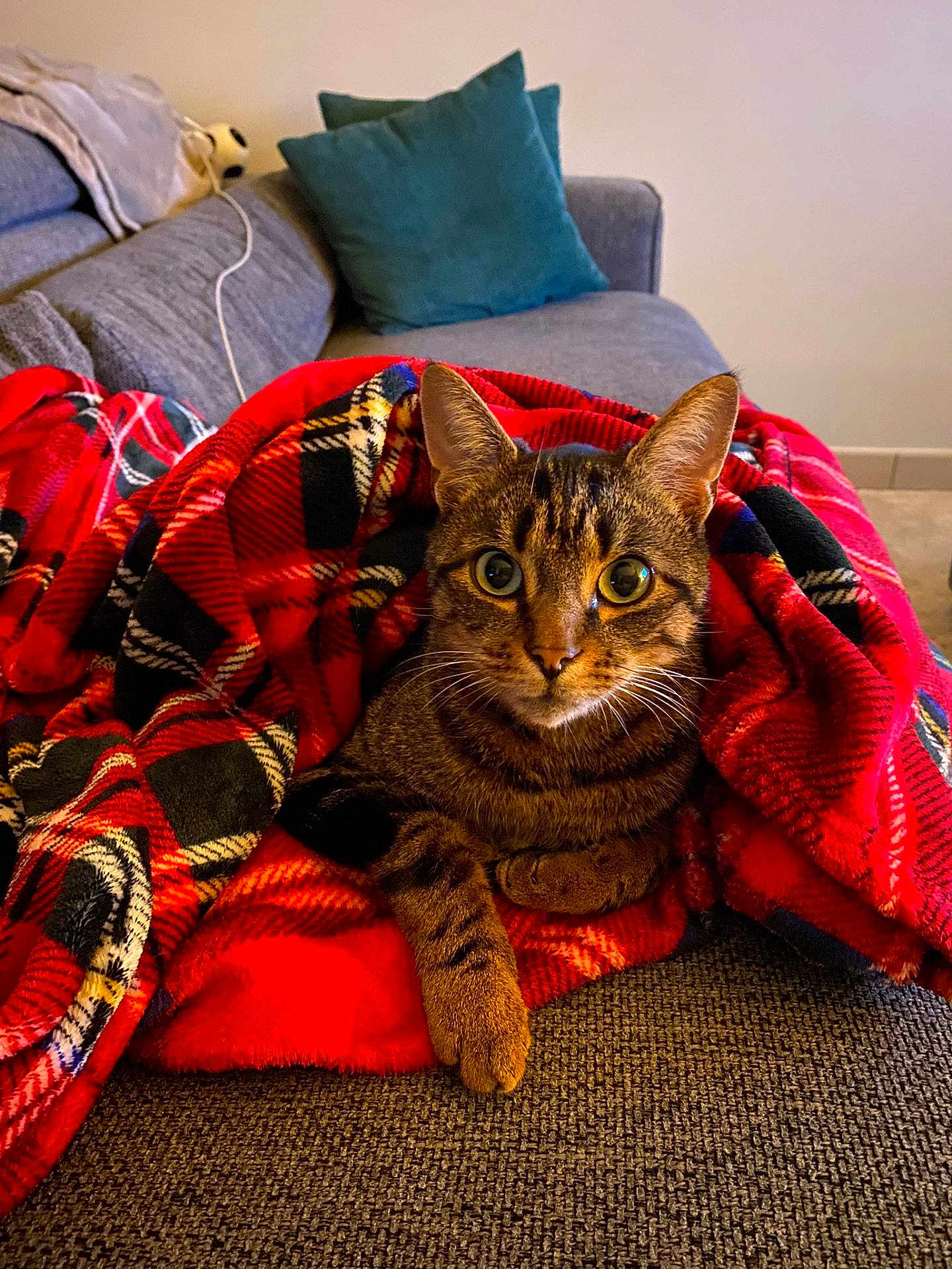 Piwi a rejoint le concours — aidez-le/la à gagner de superbes lots ! cat, tabby, blanket, plaid, red, couch, sofa, indoor, pet, cozy, feline, fur, whiskers, relaxing, home, paws, closeup, curious, living_room, domestic_animal