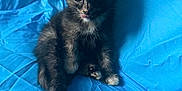 Hermosa joined the competition — help win amazing prizes! animal, blue_background, cat, curious, cute, domestic_cat, fluffy, furry, indoor, kitten, mealtime, pet_food, playful, sitting, small, tongue_out, tortoiseshell, wet_food, yellow_lid, young_animal
