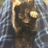 Hermosa joined the competition — help win amazing prizes! adorable, animal, blanket, cat, closeup, cozy, cute, feline, fur, indoor, kitten, paws, pet, plaid, playful, small, soft_focus, tortoiseshell, whiskers, young
