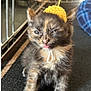 Hermosa is registered to the contest to win money with this photo: animal, carpet, cat, closeup, crocheted_hat, cute, ears, floor, flower_hat, furry, indoor, kitten, pet, playful, small, tongue_out, tortoiseshell, whiskers, yellow_hat, young