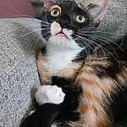 Elenya a rejoint le concours — aidez-le/la à gagner de superbes lots ! alert, animal, calico, cat, closeup, couch, curious, domestic, ears, expression, face, feline, fur, indoor, mammal, paw, pet, relaxing, texture, whiskers