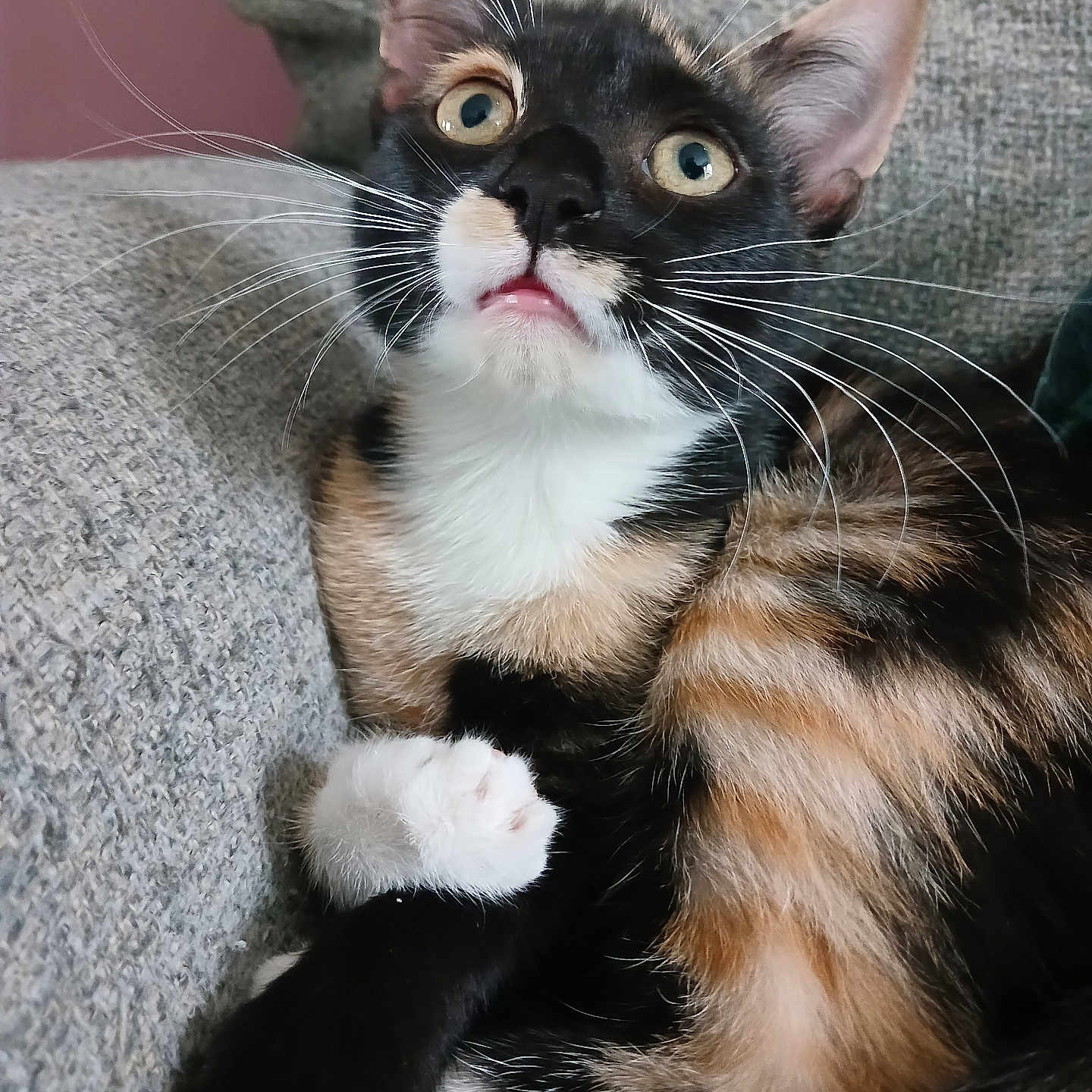 Elenya a rejoint le concours — aidez-le/la à gagner de superbes lots ! alert, animal, calico, cat, closeup, couch, curious, domestic, ears, expression, face, feline, fur, indoor, mammal, paw, pet, relaxing, texture, whiskers