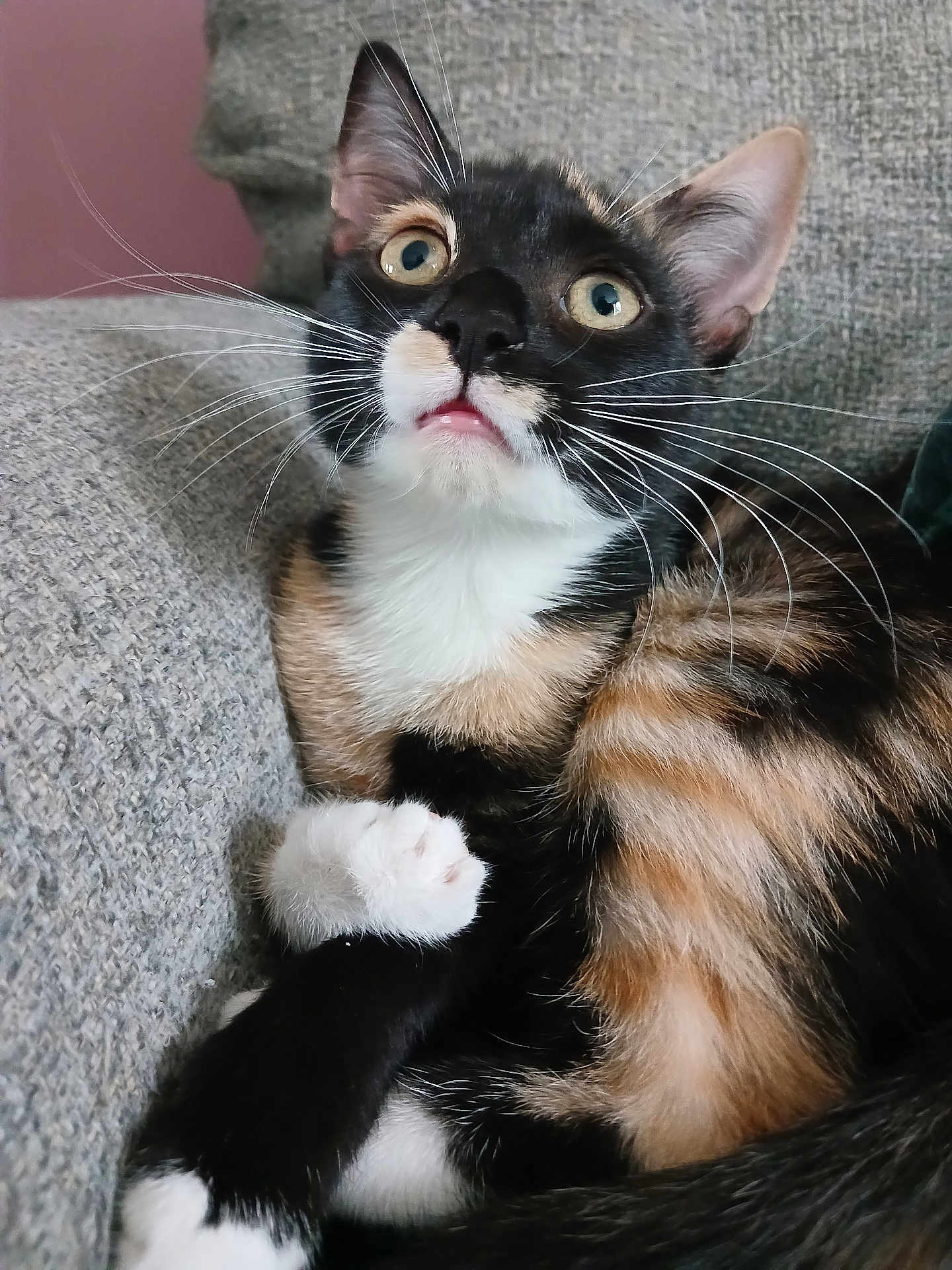 Elenya a rejoint le concours — aidez-le/la à gagner de superbes lots ! alert, animal, calico, cat, closeup, couch, curious, domestic, ears, expression, face, feline, fur, indoor, mammal, paw, pet, relaxing, texture, whiskers