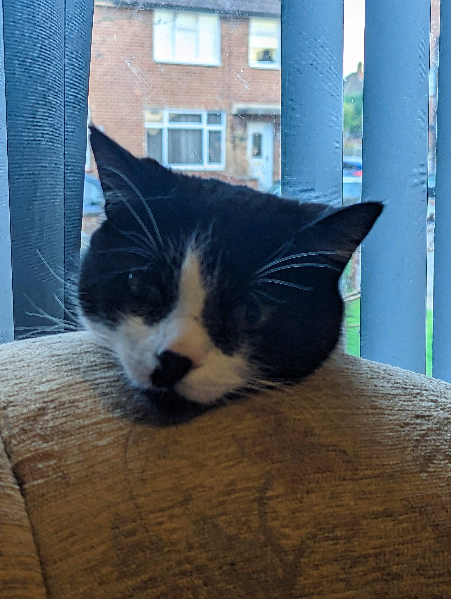 Jeremy is registered to the contest to win money with this photo: box, building, carnivore, cat, claw, comfort, domestic_short_haired_cat, felidae, fixture, flooring, fur, hardwood, paw, small_to_medium_sized_cats, snout, tail, tree, whiskers, window, wood