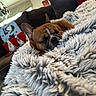 blanket, brown, comfortable, couch, cozy, decor, dog, fluffy, french_bulldog, fur, holiday, indoor, living_room, nap, pet, pillow, relaxed, resting, sleeping, soft