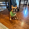 Jabba is registered to the contest to win money with this photo: animal, bandana, black_shoes, brown_dog, chair, cute, dog, domestic, floor, french_bulldog, furniture, green_bandana, indoor, jeans, legs, looking_up, person, pet, sitting, wood_floor