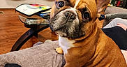 Jabba is registered to the contest to win money with this photo: dog, french_bulldog, pet, couch, living_room, person, furniture, floor, curtains, glass_table, water_bottle, shelf, brick_wall, footwear, indoors, brown_fur, seated, looking_at_camera, cozy, home