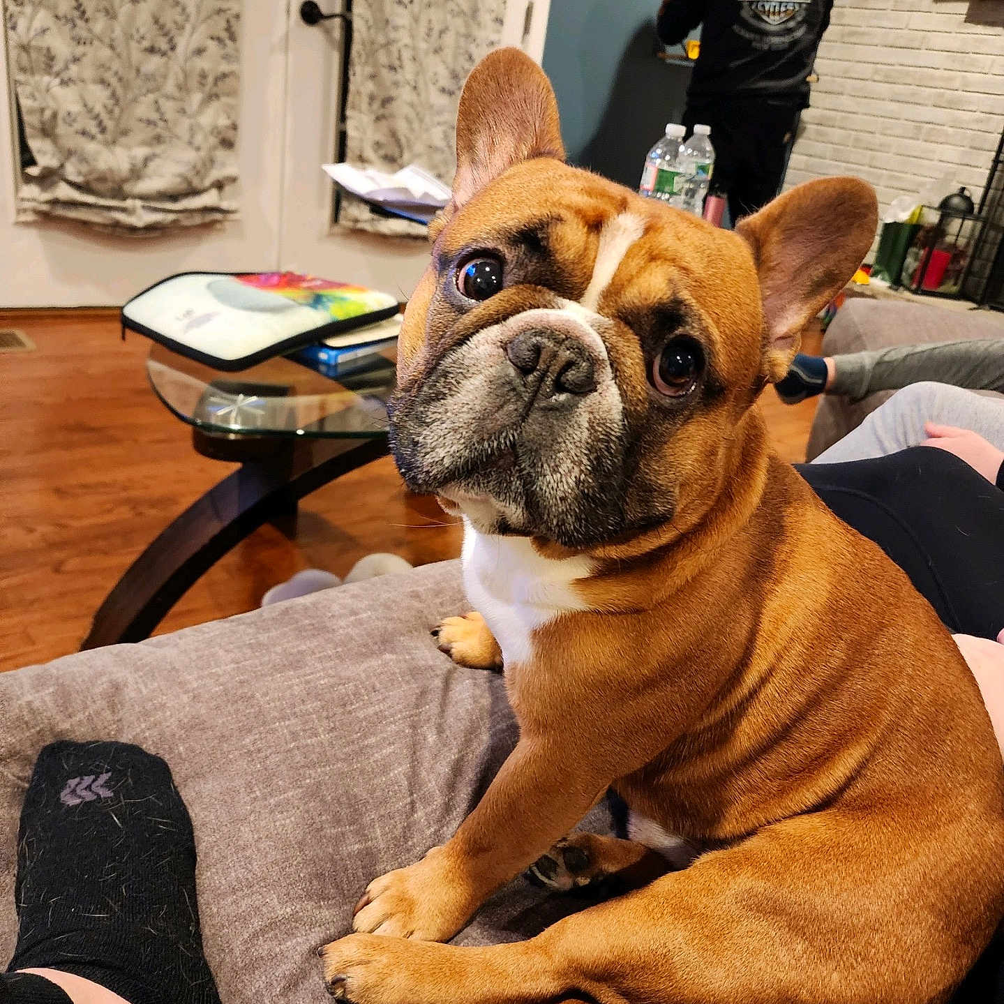 Jabba is registered to the contest to win money with this photo: brick_wall, brown_fur, couch, cozy, curtains, dog, floor, footwear, french_bulldog, furniture, glass_table, home, indoors, living_room, looking_at_camera, person, pet, seated, shelf, water_bottle