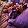 Jabba is registered to the contest to win money with this photo: animal, bed, blanket, canine, closeup, comfort, cozy, curtains, cute, dog, french_bulldog, indoors, lighting, mammal, pet, pillow, purple, relaxing, resting, sleepy