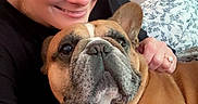 Jabba joined the competition — help win amazing prizes! blanket, brown_dog, couch, cozy, cute, dog, earbuds, face, french_bulldog, furniture, happy, home, indoor, pet, pillow, portrait, relaxed, smiling, snuggling, woman