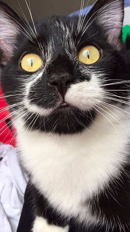 Chaussette a rejoint le concours — aidez-le/la à gagner de superbes lots ! black_cat, carnivore, cat, collar, comfort, domestic_short_haired_cat, eye, felidae, fur, monochrome_photography, photography, small_to_medium_sized_cats, snout, tail, terrestrial_animal, whiskers