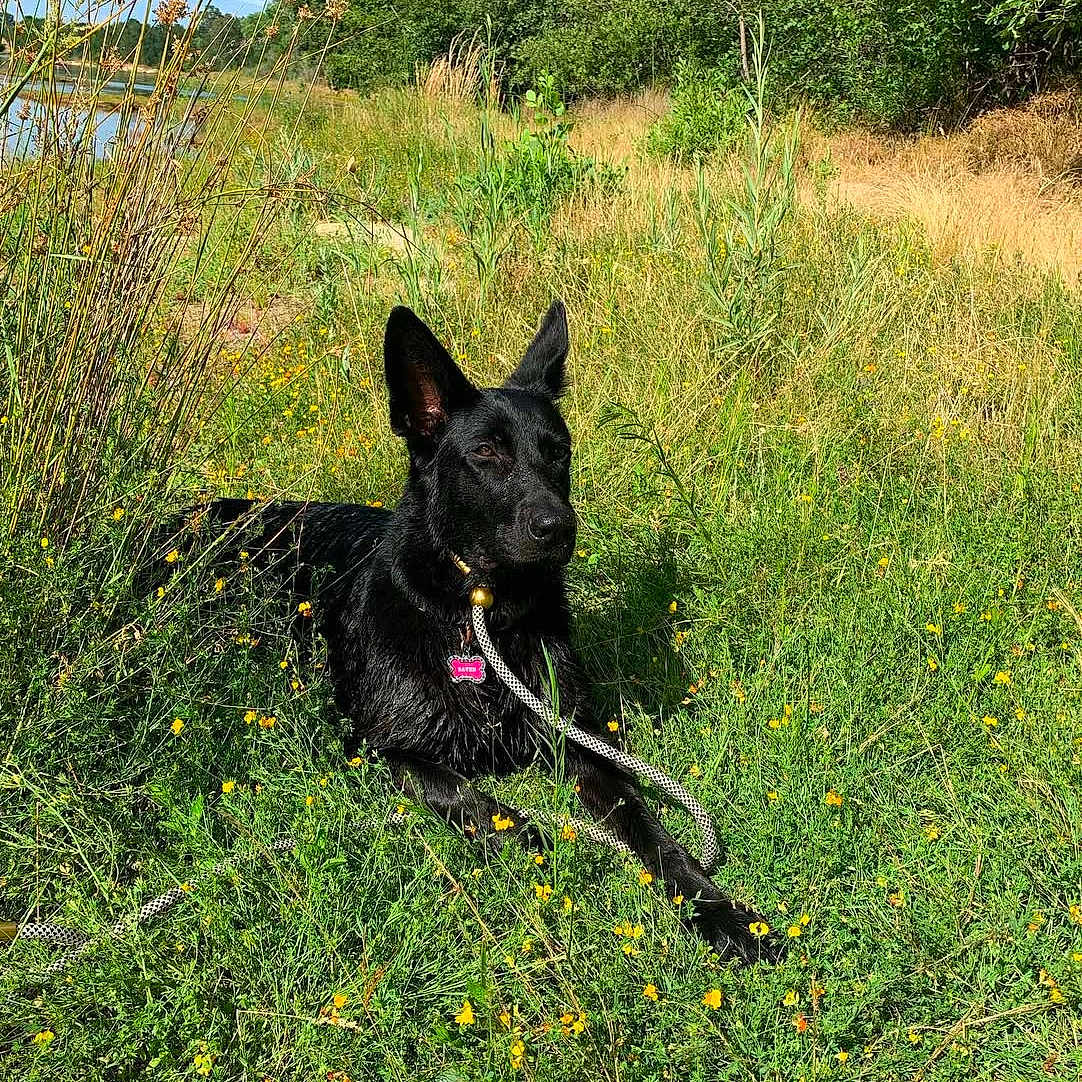 Raven joined the competition — help win amazing prizes! accessories, animal, canine, dog, field, grass, grassland, green, herbal, herbs, land, nature, outdoors, pet, plant, strap, tree, vegetation, wilderness, woodland